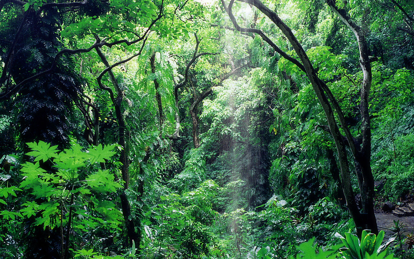 Kauai #3 - 1440x900