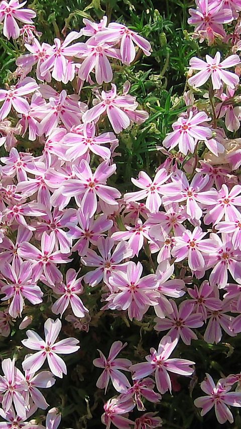 芝桜 #多摩の流れ - 480x854