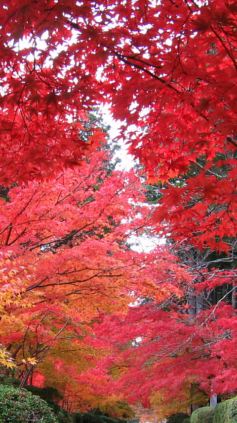 高野山 蛇腹路 #2 - 480x854