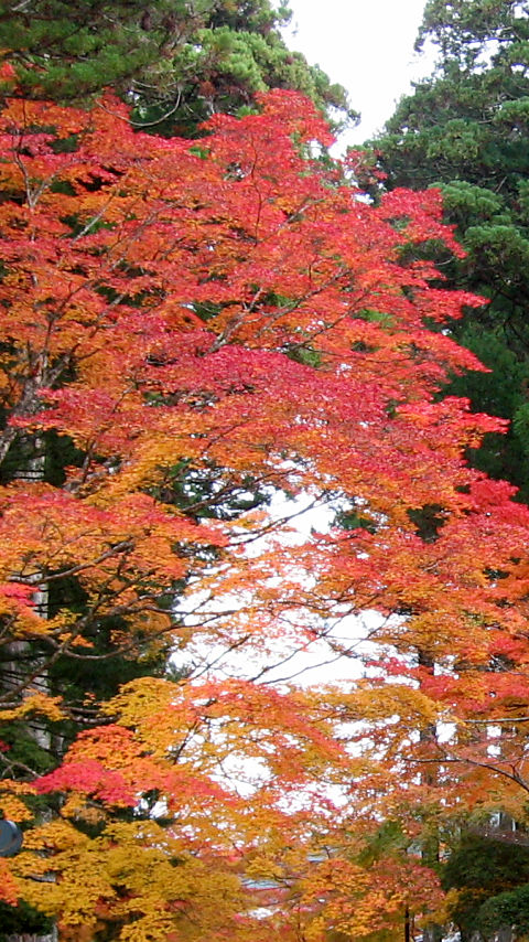 高野山 蛇腹路 #3 - 480x854