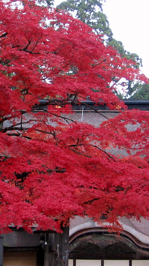 金剛峯寺 正門 - 480x854