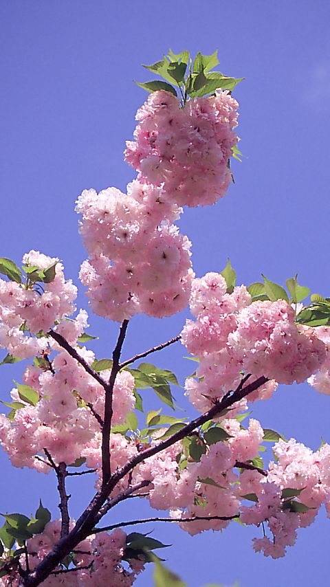 二の丸広場 #1 - 480x854