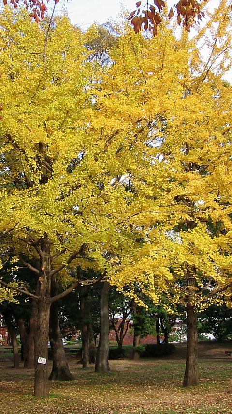 二の丸広場 #4 - 480x854