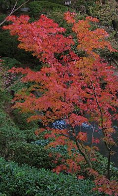 紅葉渓 #7 - 240x400