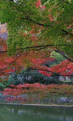 紅葉渓 #11 - 240x400