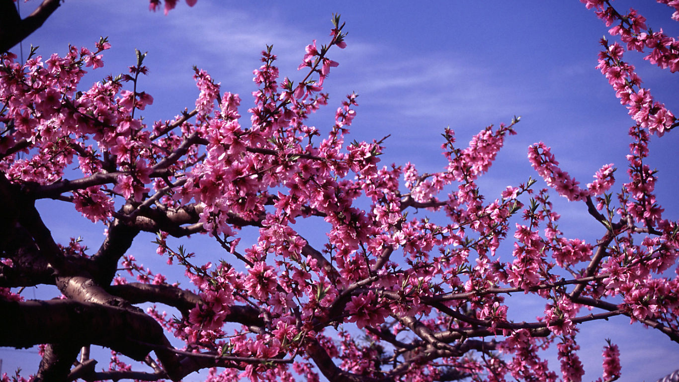 Peach tree - 1366x768