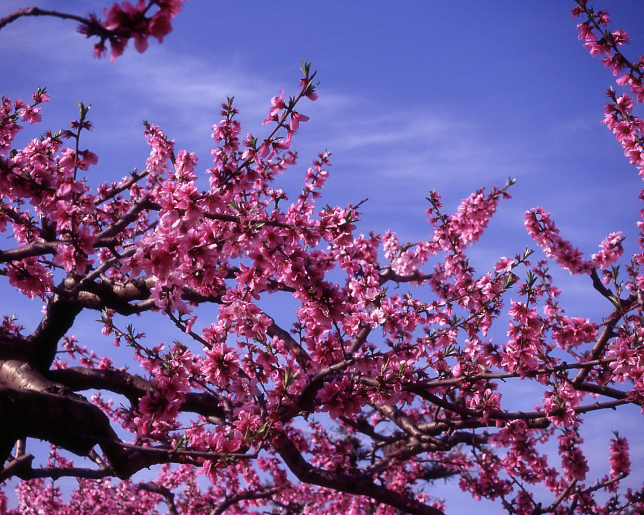 Peach tree - 1280x1024