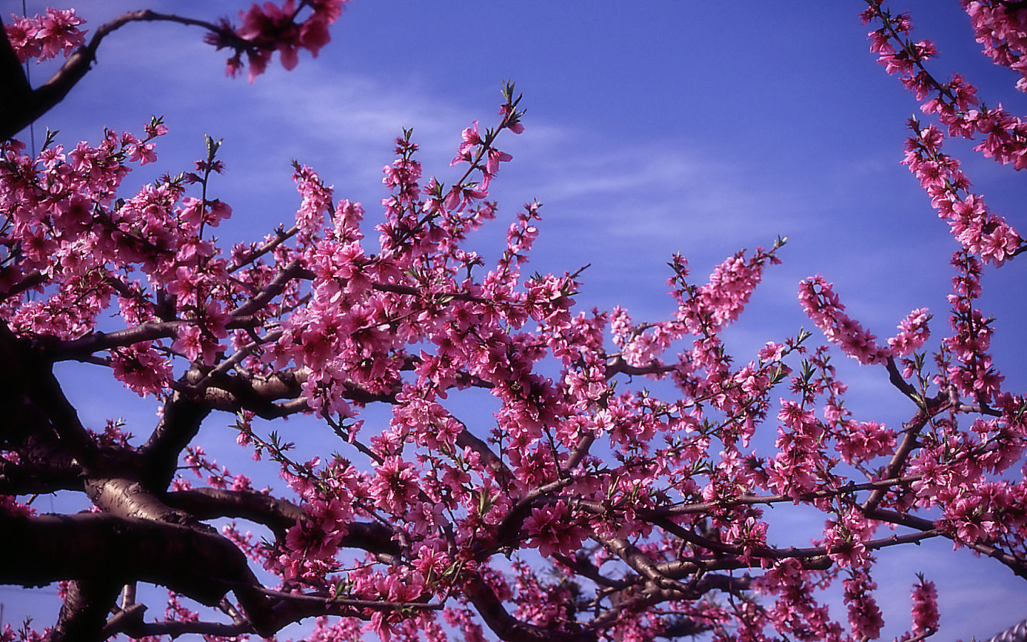 Peach tree - 1440x900