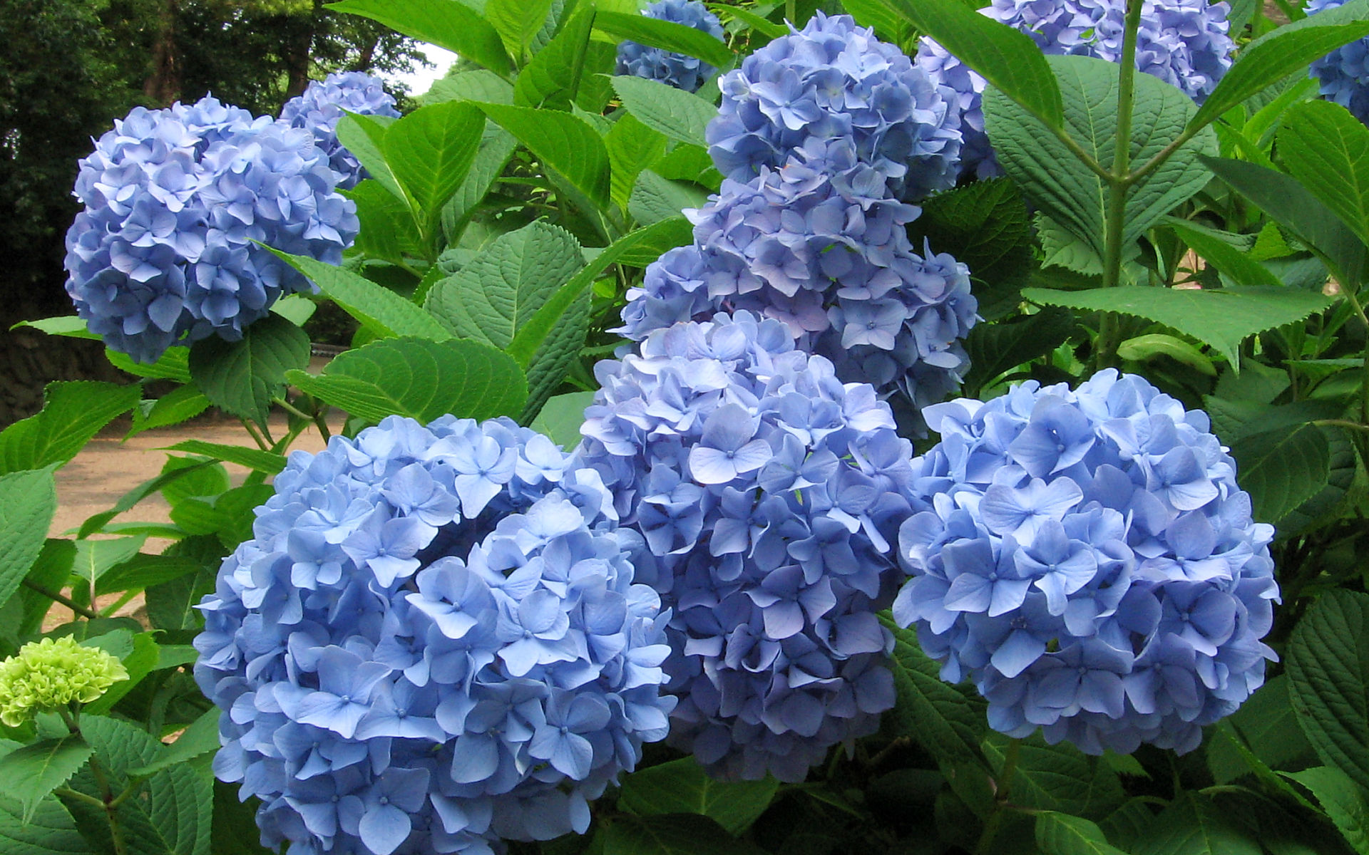 Hydrangea #1 - 1920x1200