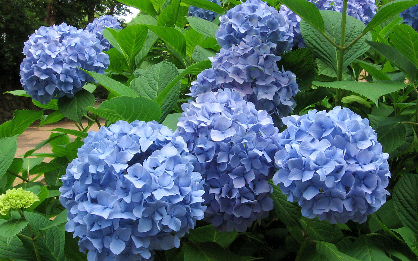 Hydrangea #1 - 1440x900