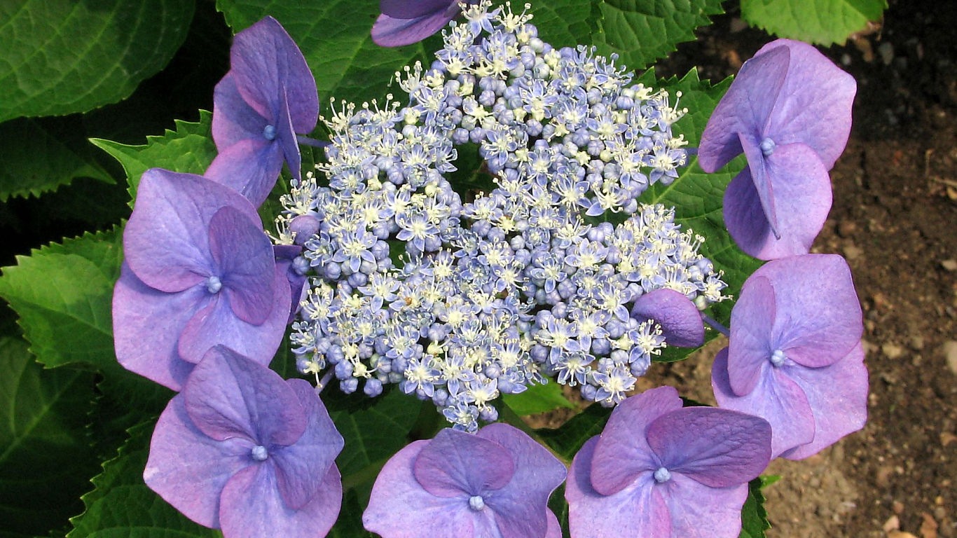 Hydrangea #2 - 1366x768