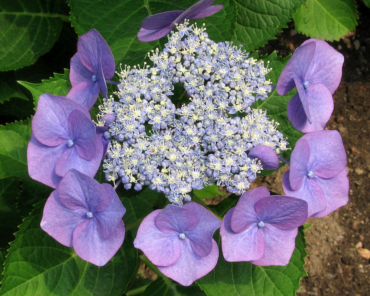 Hydrangea #2 - 1280x1024