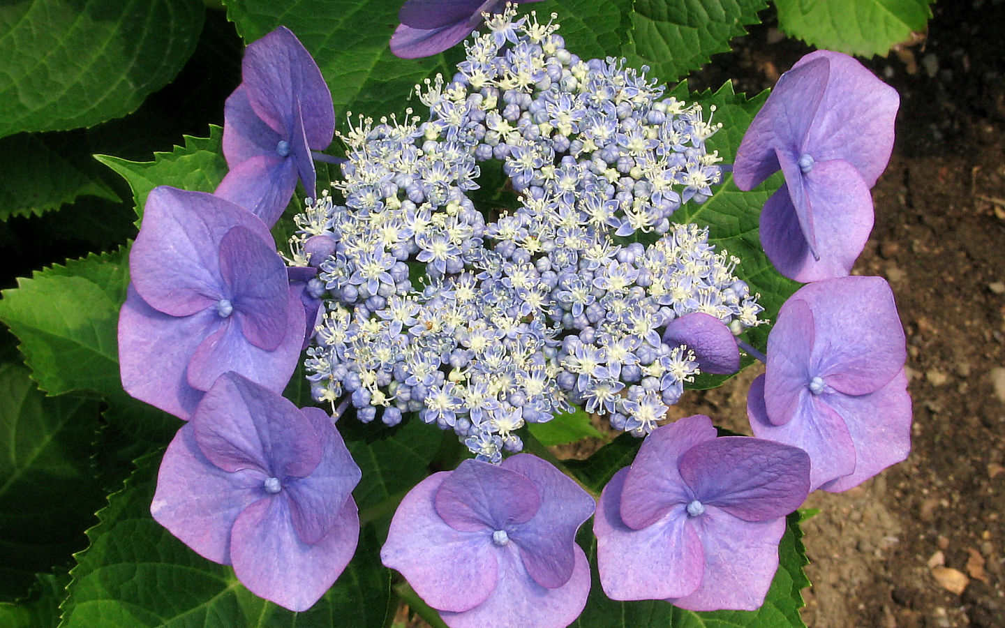 Hydrangea #2 - 1440x900