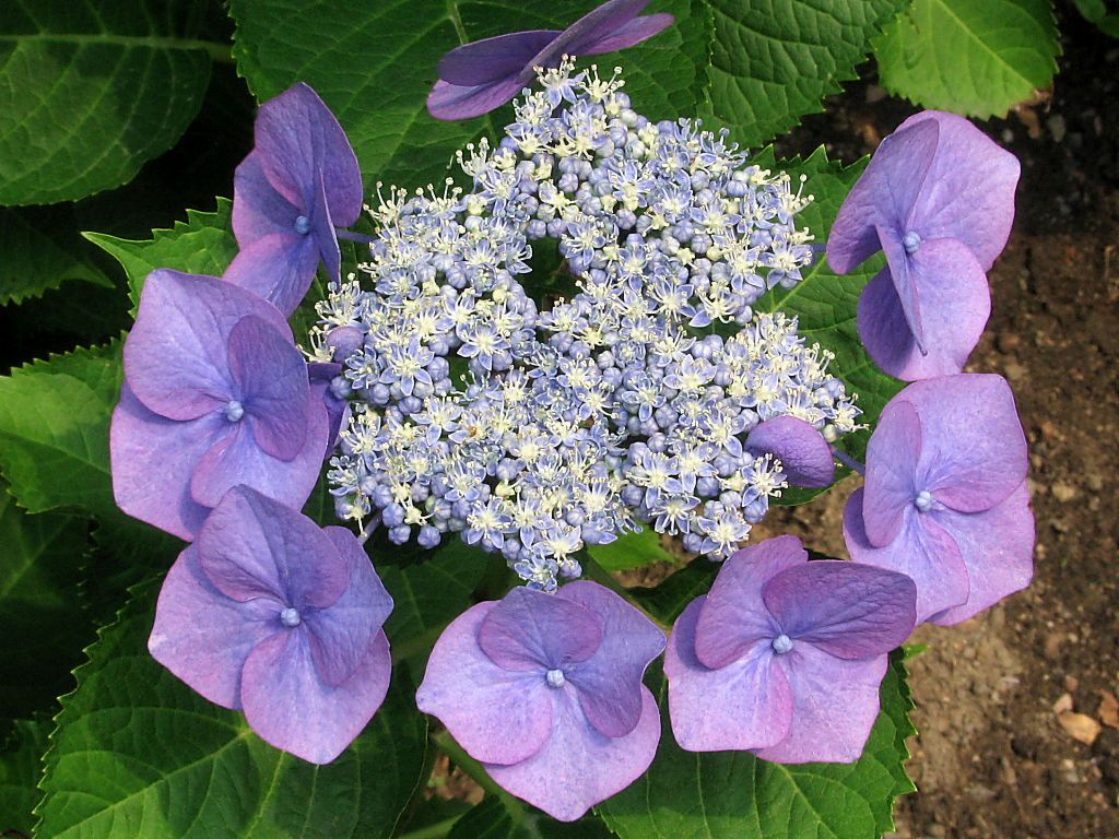 Hydrangea #2 - 1024x768