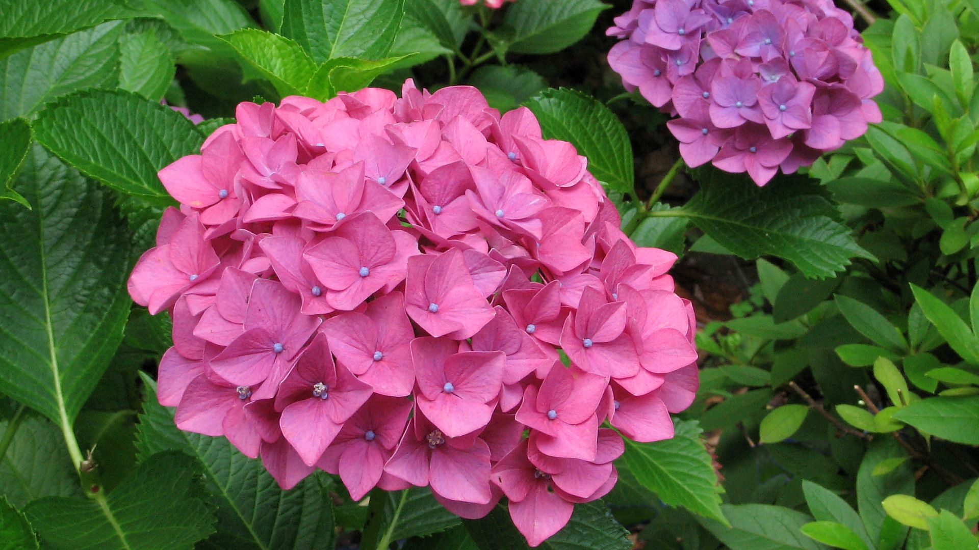 Hydrangea #3 - 1920x1080