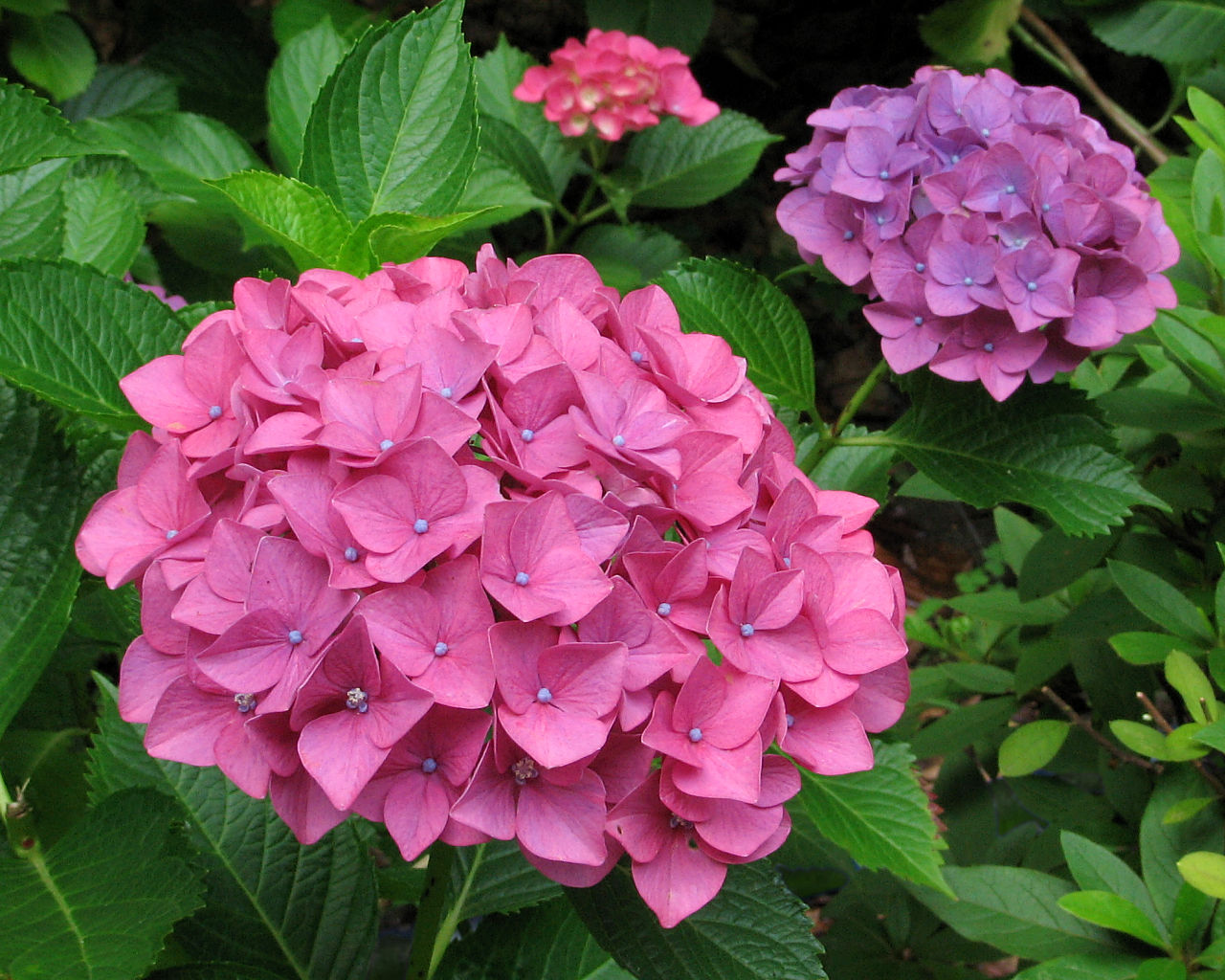 Hydrangea #3 - 1280x1024