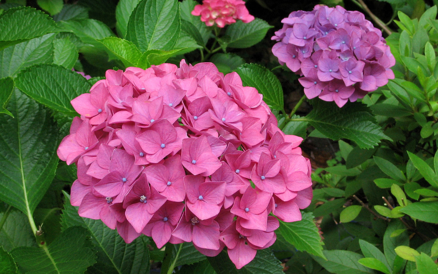 Hydrangea #3 - 1440x900