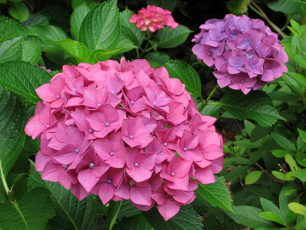 Hydrangea #3 - 1024x768