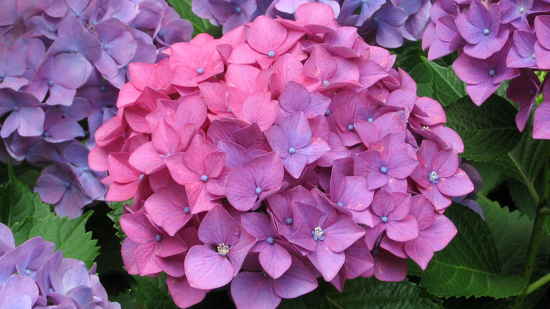 Hydrangea #4 - 1920x1080