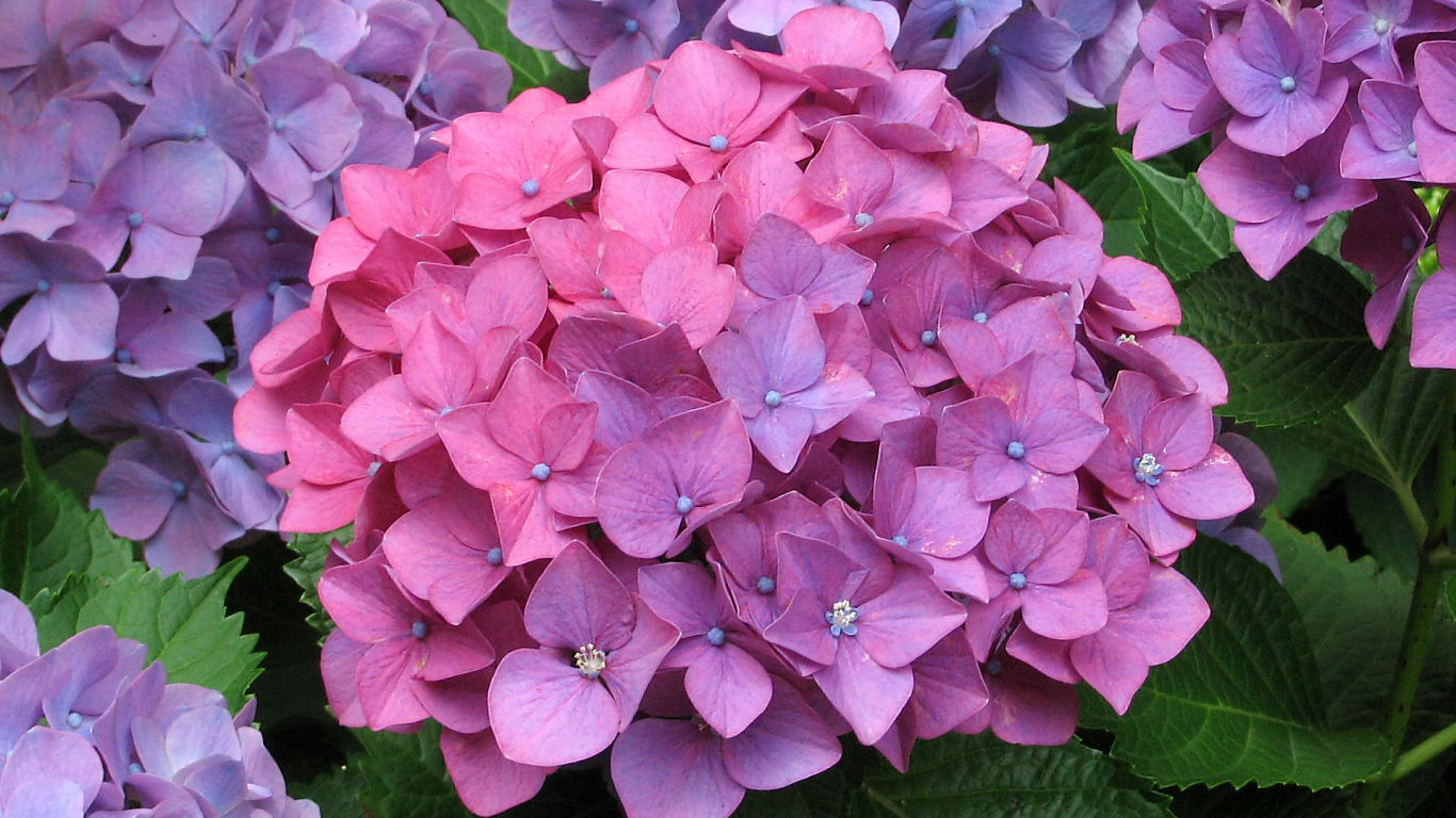 Hydrangea #4 - 1366x768