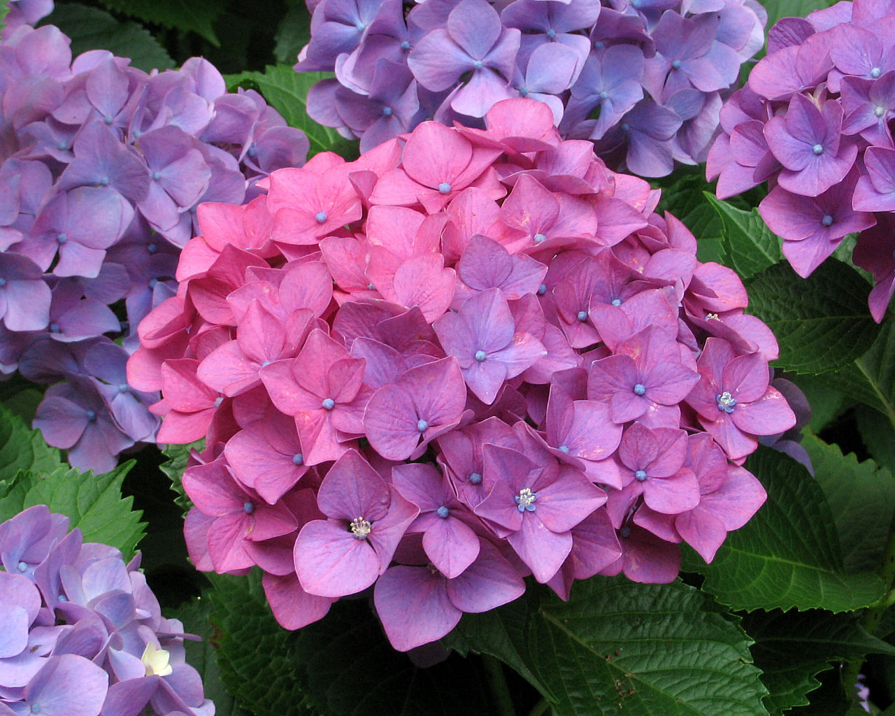 Hydrangea #4 - 1280x1024