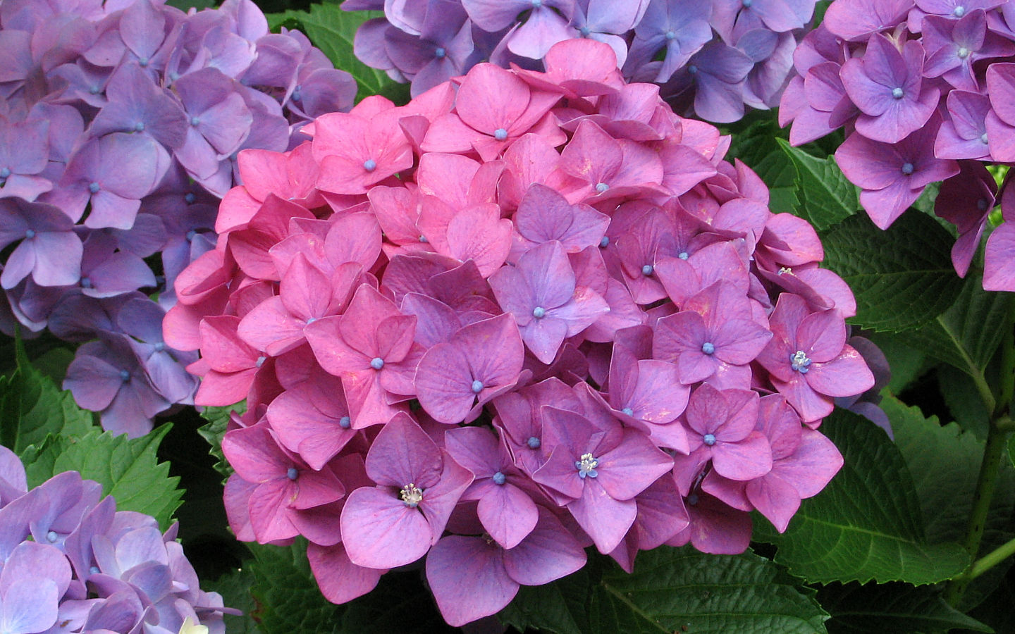 Hydrangea #4 - 1440x900