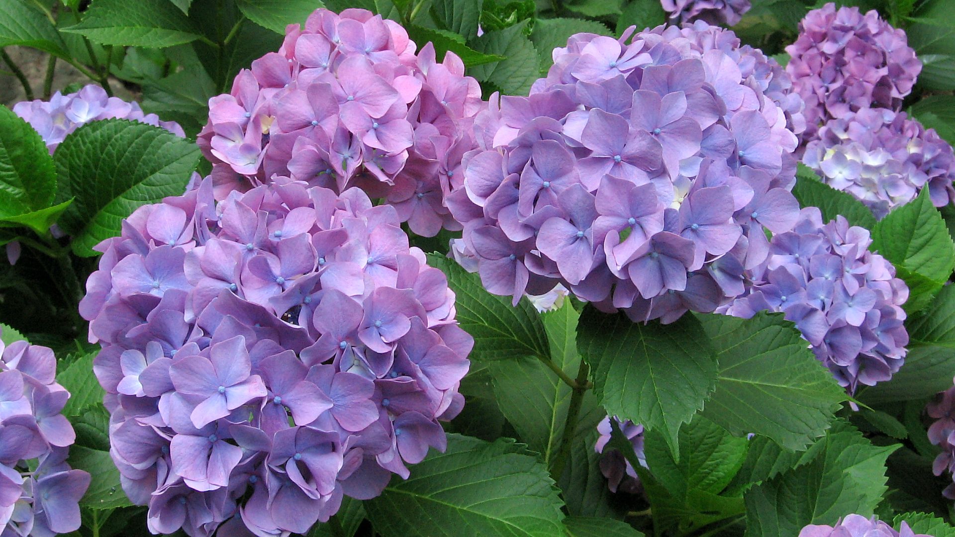 Hydrangea #5 - 1920x1080