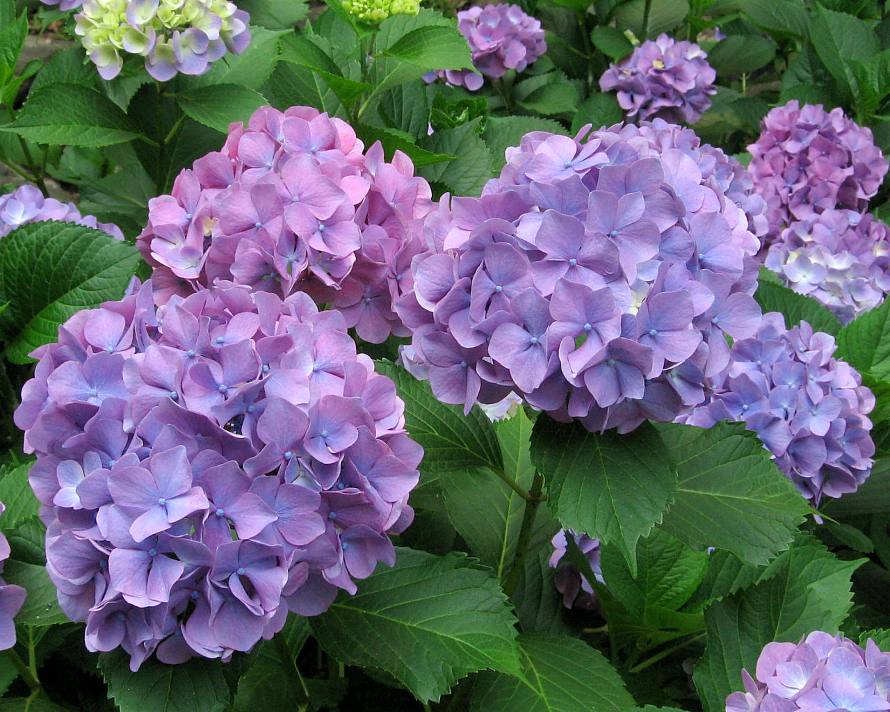 紫陽花 #5 - 1280x1024