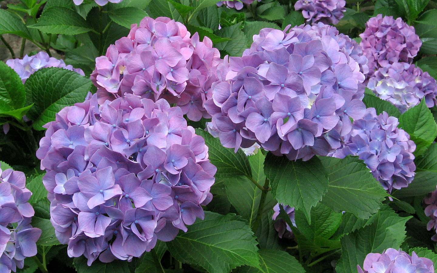 Hydrangea #5 - 1440x900