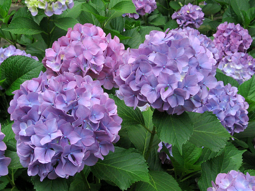 Hydrangea #5 - 1024x768