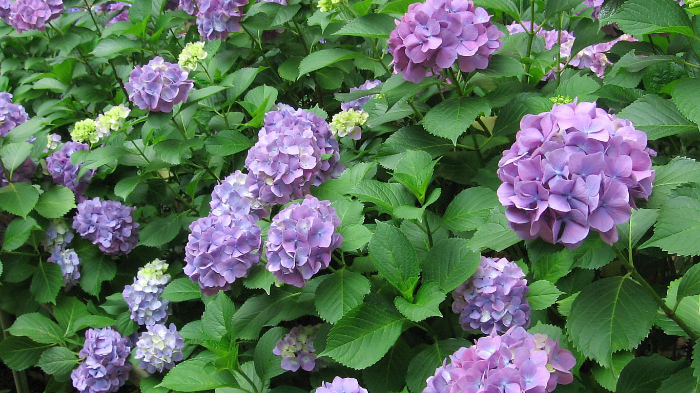 Hydrangea #6 - 1366x768