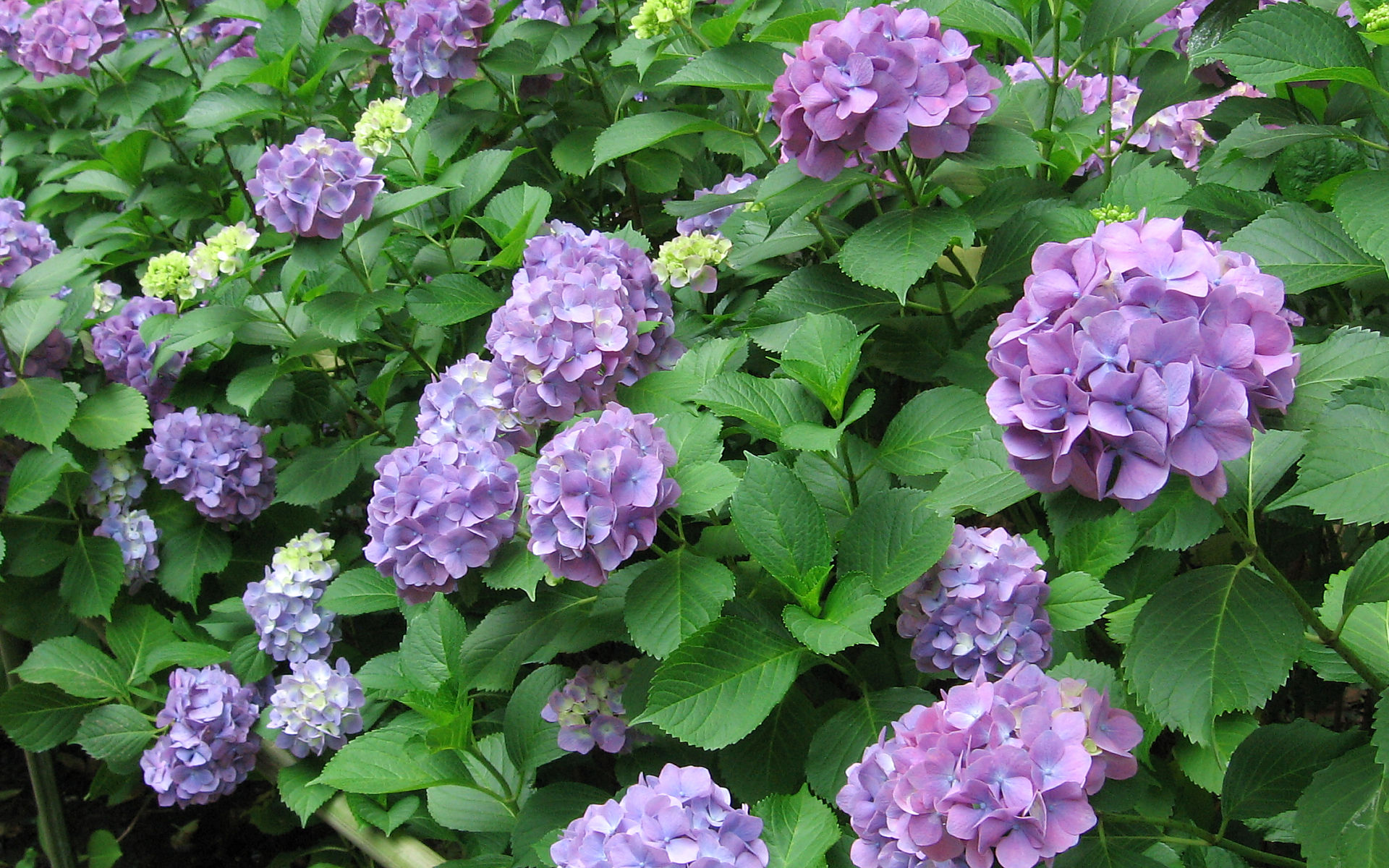 紫陽花 #6 - 1920x1200