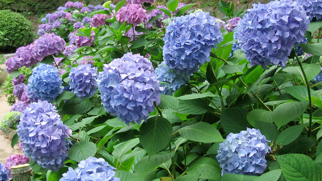 Hydrangea #7 - 1366x768