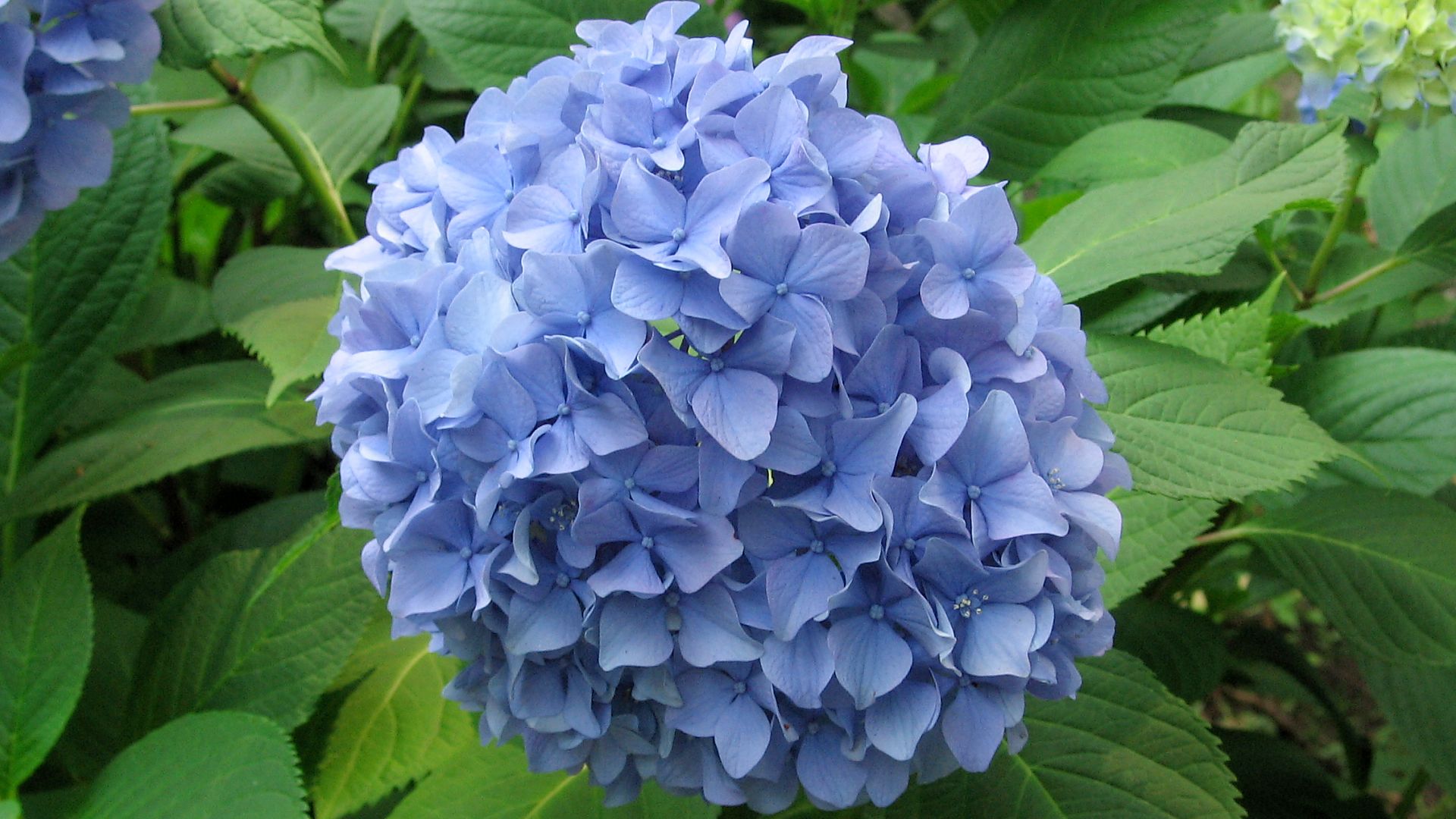 Hydrangea #8 - 1920x1080