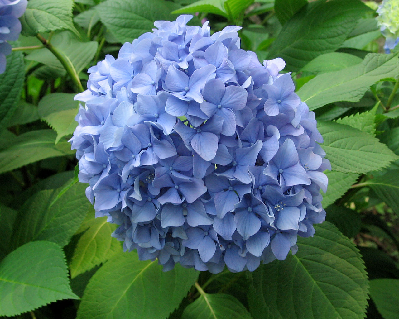 紫陽花 #8 - 1280x1024