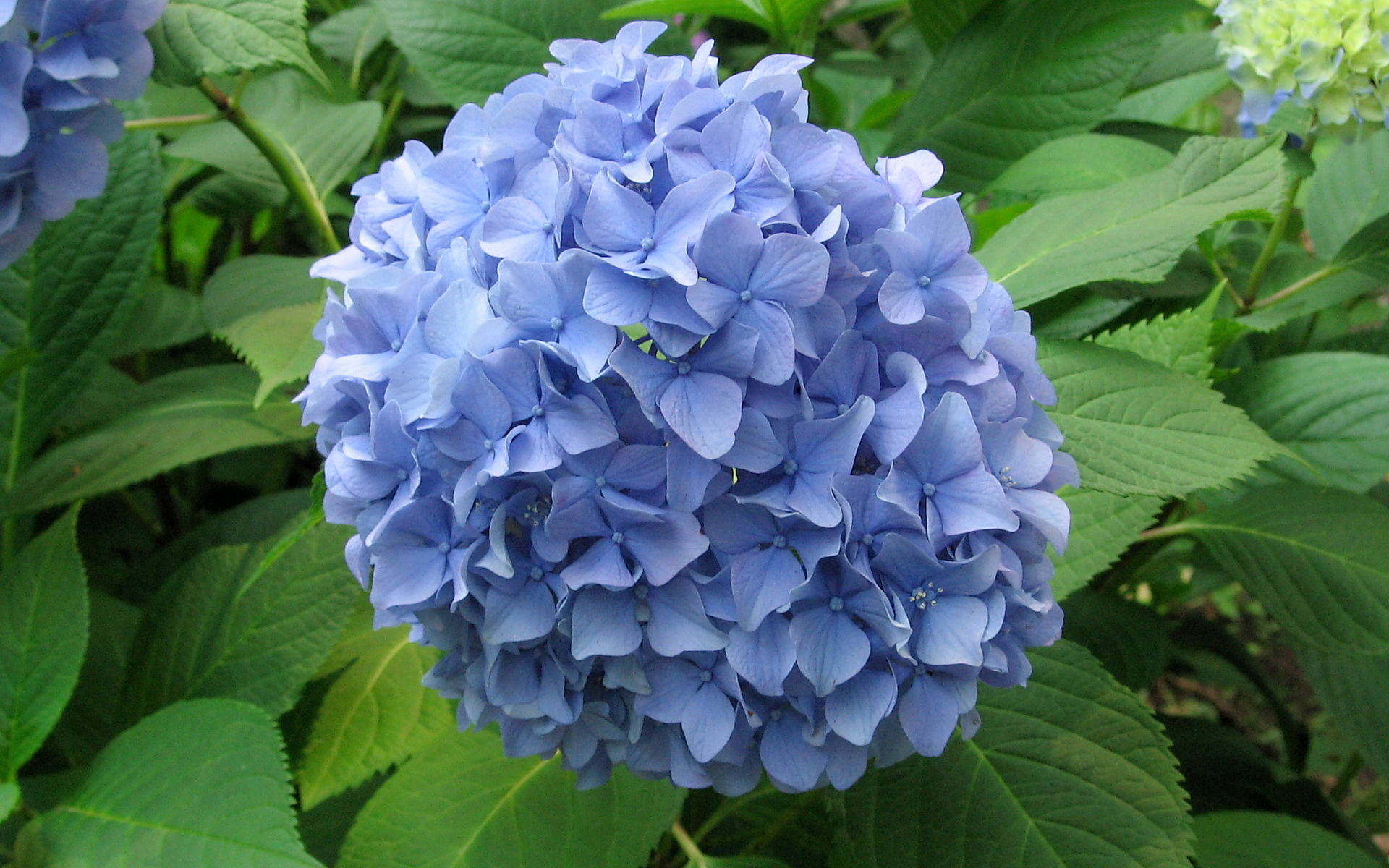 Hydrangea #8 - 1920x1200