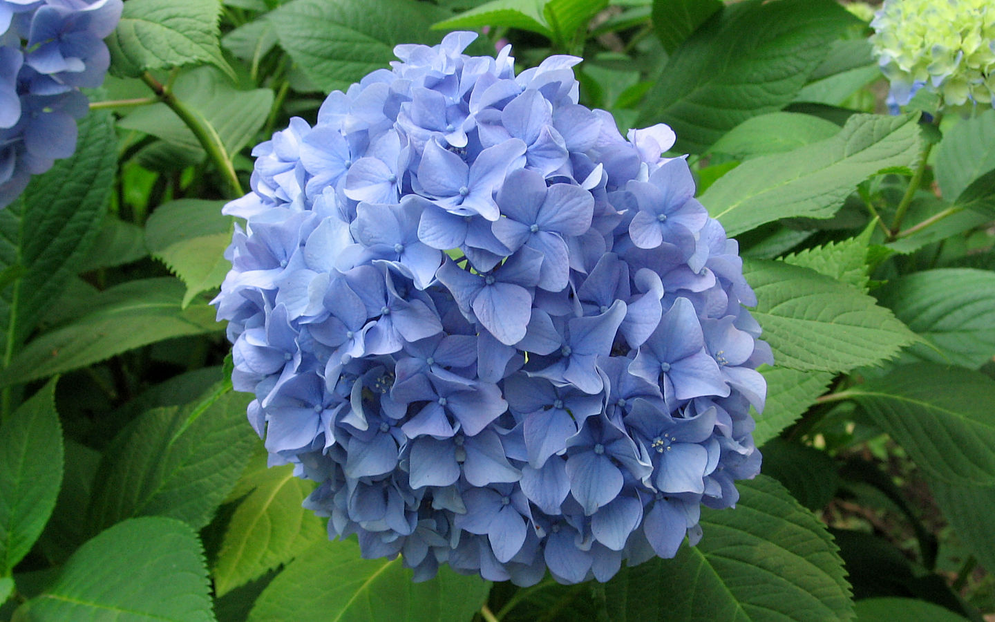 Hydrangea #8 - 1440x900