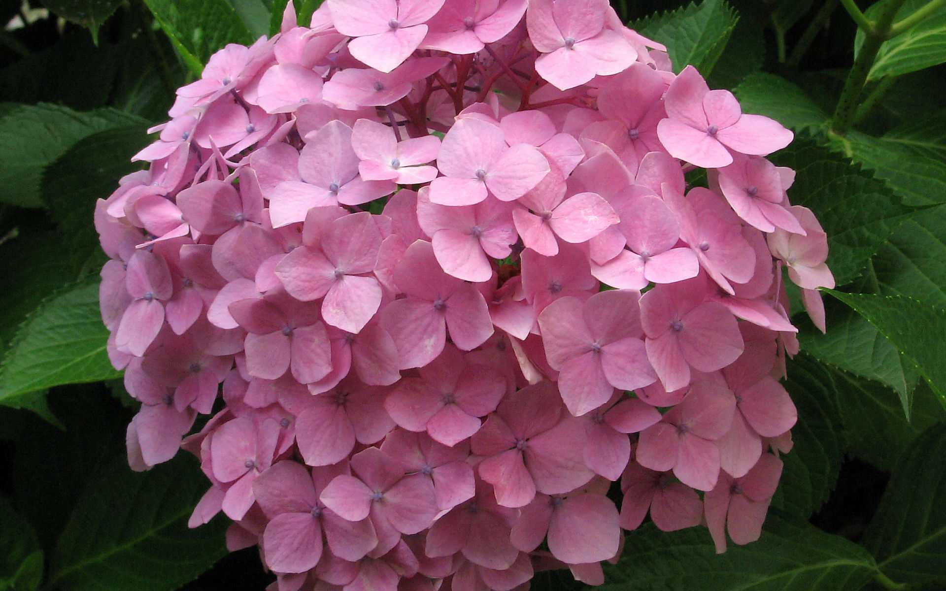 Hydrangea #9 - 1920x1200