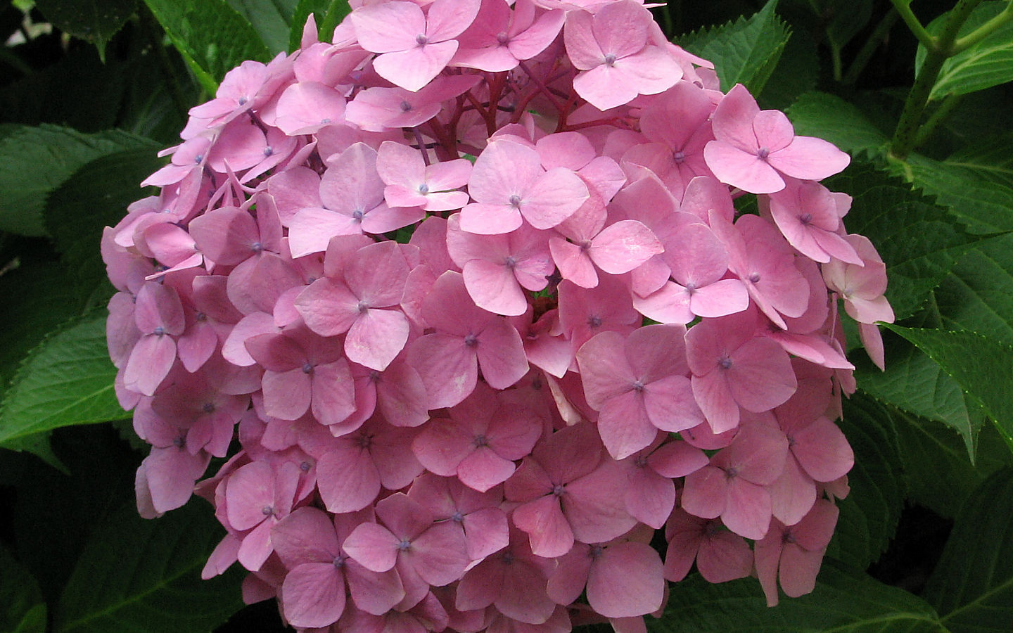 紫陽花 #9 - 1440x900