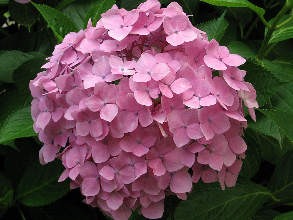 Hydrangea #9 - 1024x768