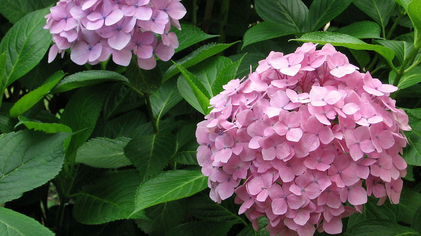 Hydrangea #10 - 1366x768