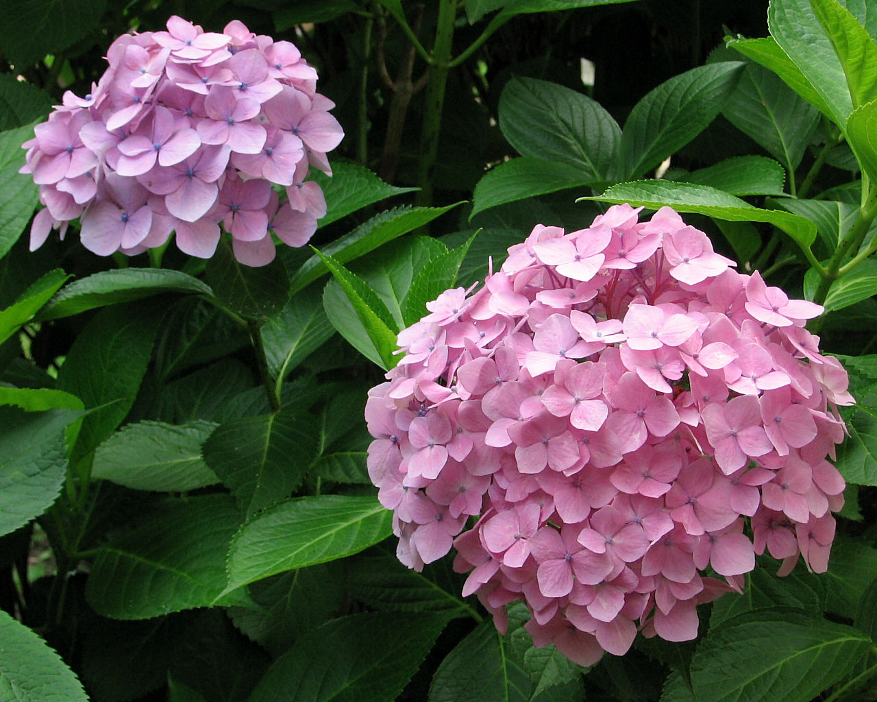 Hydrangea #10 - 1280x1024