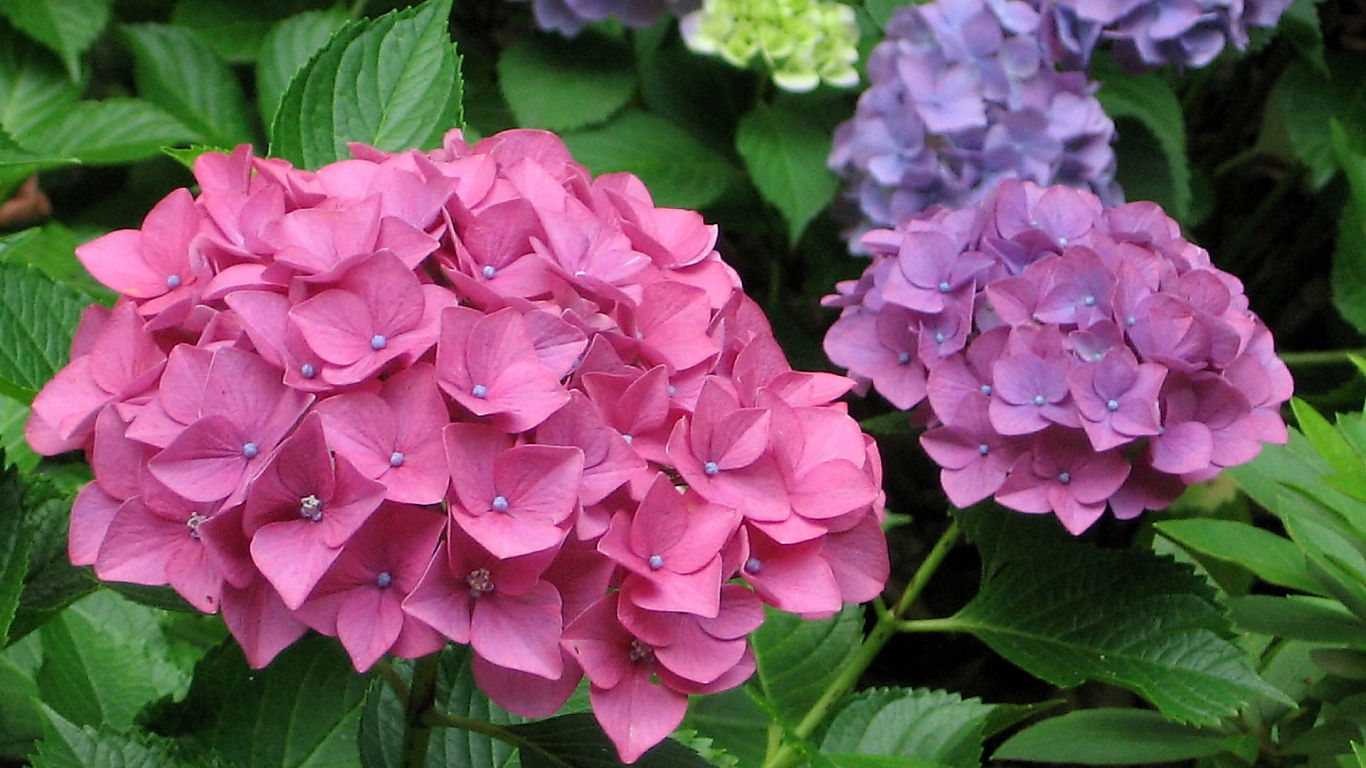 Hydrangea #11 - 1366x768