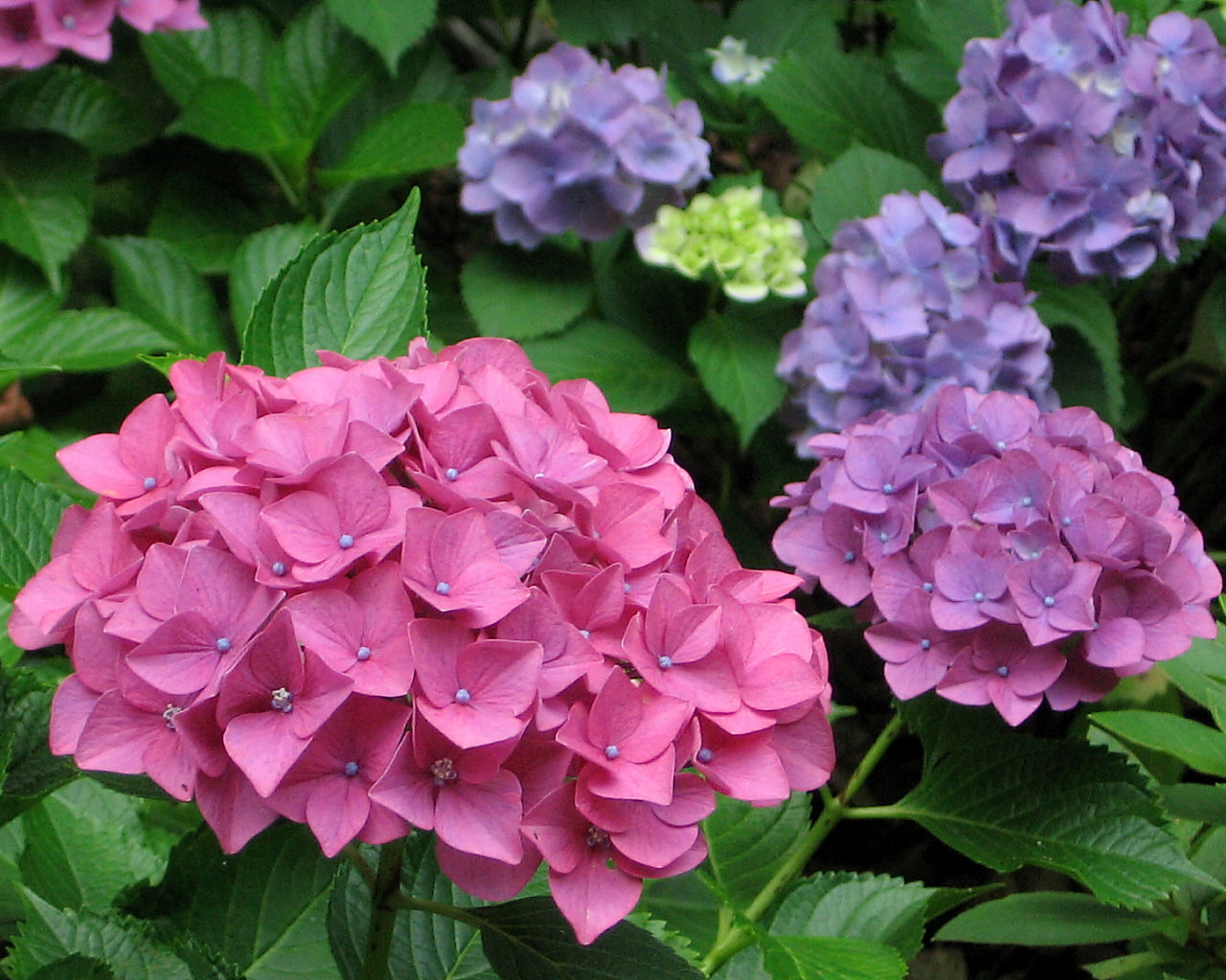 Hydrangea #11 - 1280x1024