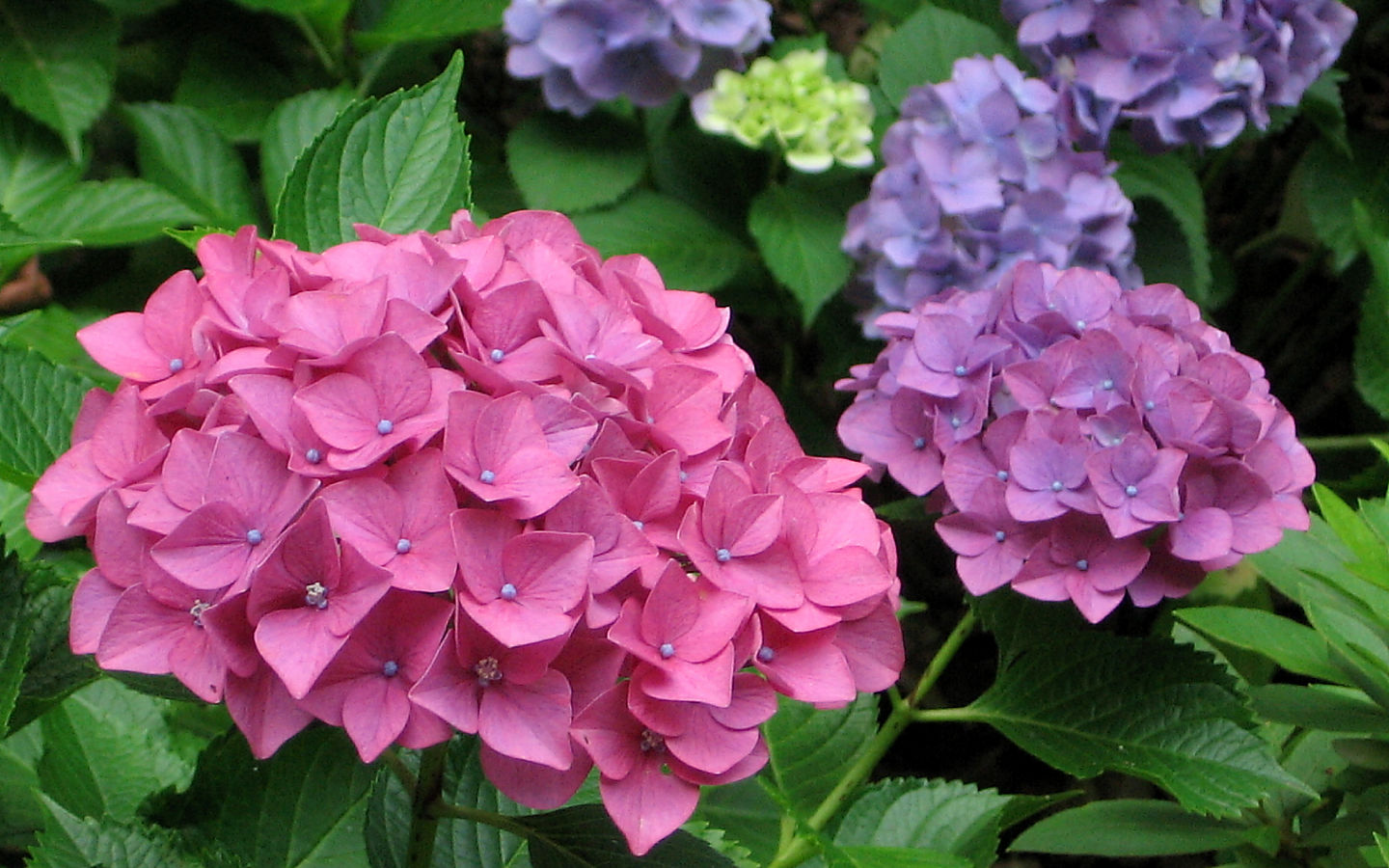 Hydrangea #11 - 1440x900