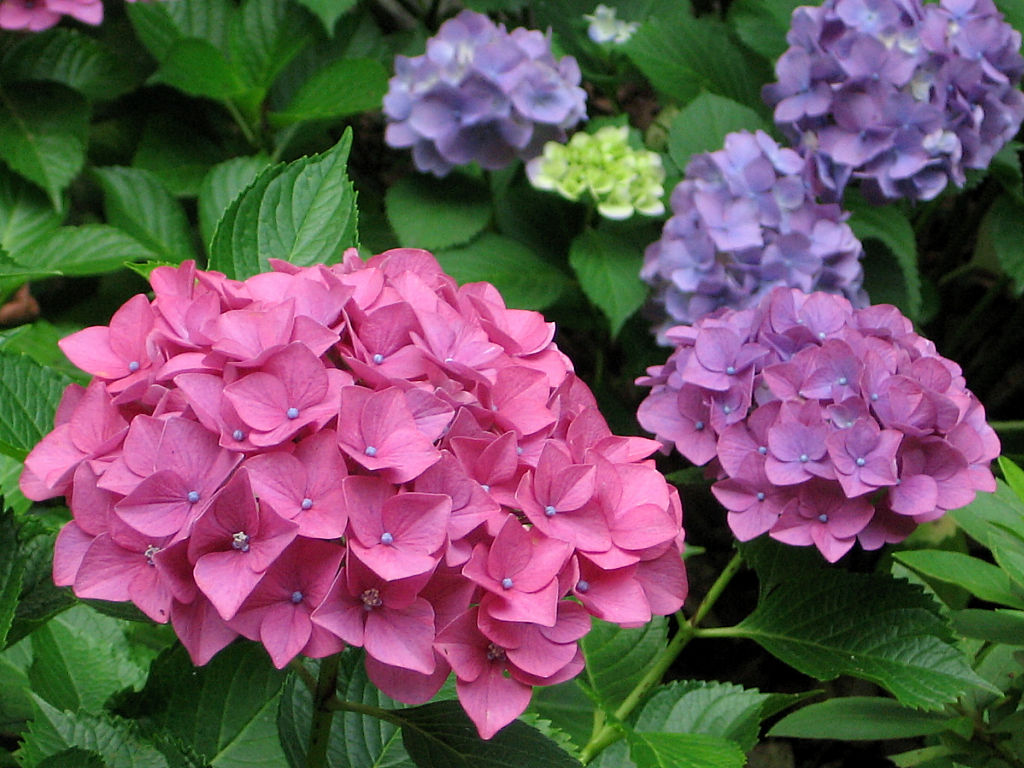 Hydrangea #11 - 1024x768