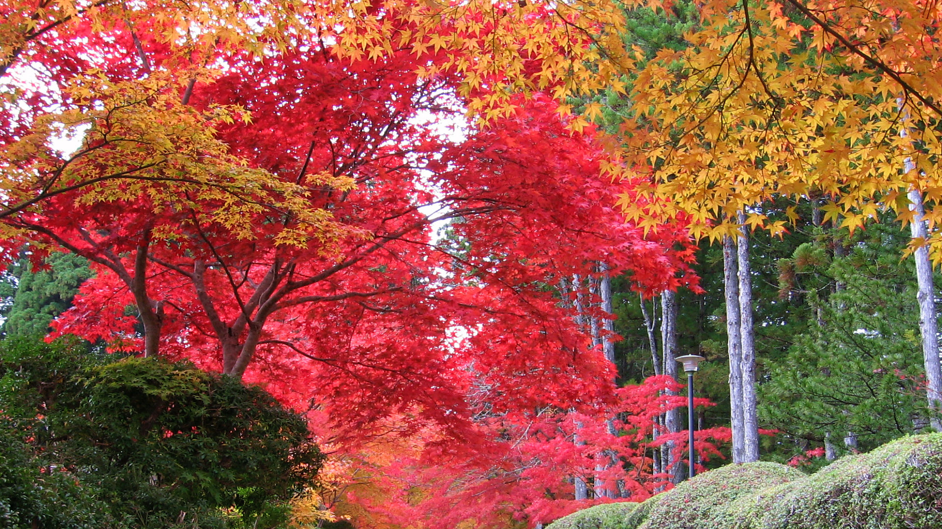 Koyasan Jabaramichi #1 - 1920x1080