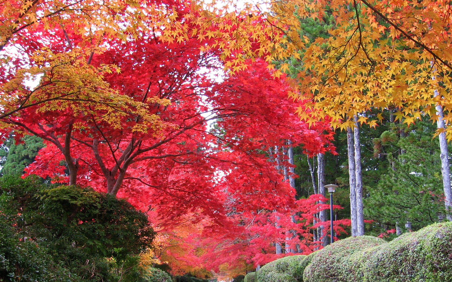 高野山 蛇腹路 #1 - 1920x1200