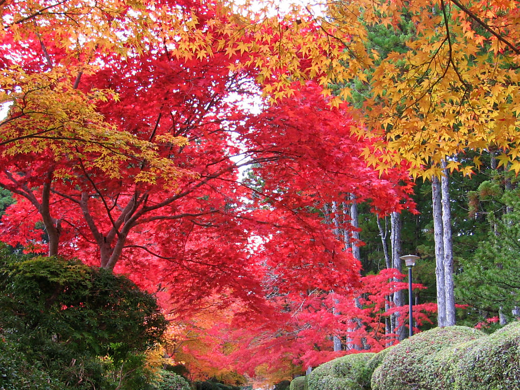 高野山 蛇腹路 #1 - 1024x768