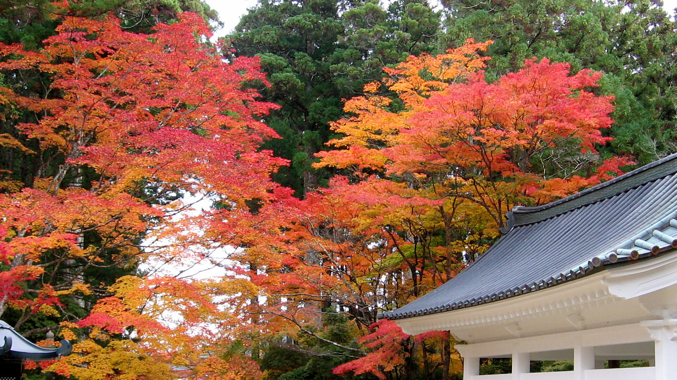 高野山 蛇腹路 #3 - 1366x768